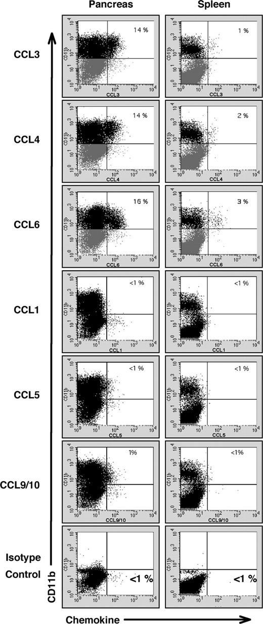FIGURE 3. Chemokine production in macrophages recruited to the pancreas by a pathogenic T cell clone. Six days following transfer of the BDC-2.5 clone into young NOD.scid recipients, single-cell suspensions of pancreas or spleen (pooled from 3 recipient mice) were incubated in the presence of Brefeldin A, stained for surface expression of CD11b and intracellular chemokine proteins, and analyzed by flow cytometry. Percentages in the upper right quadrants indicate the proportion of macrophages staining positive for the indicated chemokine. Chemokine staining in pancreatic macrophages in the left column is in contrast to the relative lack of chemokine expression in control splenic macrophages.