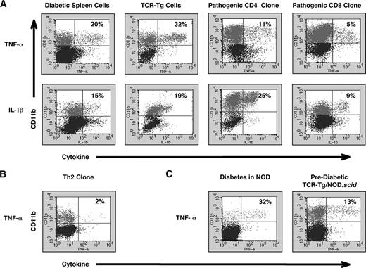 FIGURE 5. Recruitment and activation of macrophages seen in a variety of T1D mouse models. Single-cell suspensions from pancreas of recipients of adoptive transfers of pathogenic cells (A), recipients of a Th2 control clone (B), and spontaneously diabetic mice (C) were incubated in the presence of Brefeldin A and analyzed by flow cytometry for TNF-α or IL-1β production by CD11b+ macrophages. Analyses were performed 6–7 days after transfer of T cell clones or 3–4 wk after transfer of TCR transgenic or diabetic NOD spleen cells, as well as on pancreata from spontaneously diabetic adult NOD mice and prediabetic TCR transgenic mice (time points were chosen to be as close to disease onset as possible). Percentages in the upper right quadrants indicate the proportion of macrophages staining positive for TNF-α or IL-1β. Each dot plot represents the staining from an individual mouse and represents similar data from 2 to 3 mice for each transfer experiment.