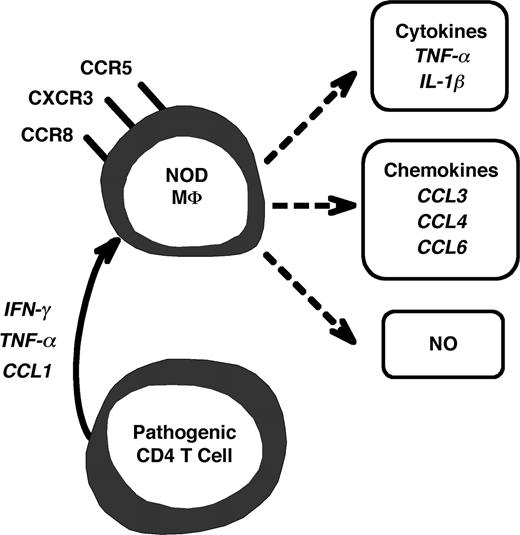 FIGURE 8. Macrophage production of inflammatory mediators is a manifestation of CD4 T cell effector function. In this hypothesized scenario, a pathogenic CD4 T cell is activated upon recognition of autoantigen to produce inflammatory cytokines and chemokines. Production of inflammatory mediators by the T cells leads in turn to recruitment of macrophages and their activation to up-regulate chemokine receptors and to produce inflammatory cytokines, chemokines, and other cytotoxic mediators or signaling intermediates, such as NO.