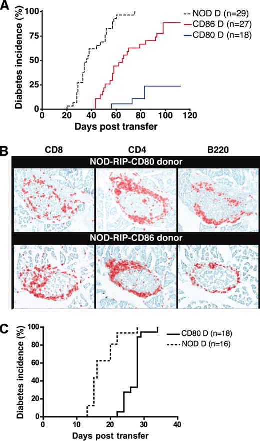 FIGURE 3. Cells from diabetic NOD-RIP-CD80 mice adoptively transfer diabetes with reduced efficiency to NOD.scid mice, which can be overcome by local expression of costimulatory molecules. A, Diabetes incidence in NOD.scid recipients following adoptive transfer of 20 × 106 splenocytes from diabetic NOD (Tg negative (−ve)), NOD-RIP-CD80, or NOD-RIP-CD86 mice. Mice were tested for diabetes every 2 days. The difference in incidence was statistically significant (p < 0.0001). B, Islet infiltration in nondiabetic NOD.scid mice 16-wk postadoptive transfer of splenocytes from diabetic NOD-RIP-CD80 (top panel) or NOD-RIP-CD86 (bottom panel) mice. The sections were stained for CD4 and CD8 T cells and for B cells (B220). C, Diabetes incidence in NOD.scid-RIP-CD80 recipients following adoptive transfer of 20 × 106 splenocytes from diabetic NOD-RIP-CD80 mice. Mice were tested every 2 days.