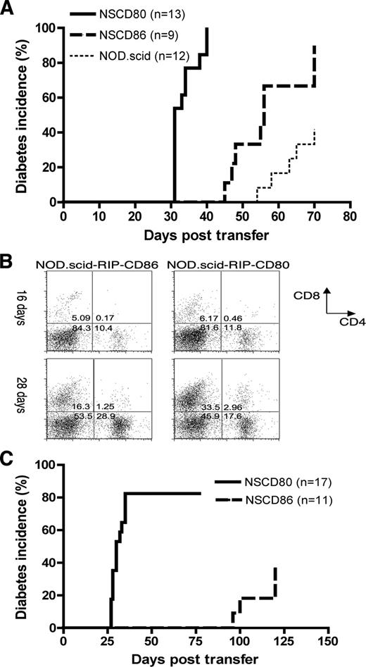 FIGURE 4. Accelerated diabetes in RIP-CD80 and RIP-CD86 mice is not due to differences in thymic T cell development. A, Adoptive transfer of diabetes into NOD.scid, NOD.scid-RIP-CD80, and NOD.scid-RIP-CD86 mice showed a similar pattern of diabetes development to the natural history of diabetes in NOD, NOD-RIP-CD80, and NOD-RIP-CD86 mice. A total of 20 × 106 splenocytes from 6-wk-old mice were transferred into NOD.scid, NOD.scid-RIP-CD80 (NSCD80), and NOD.scid-RIP-CD86 (NSCD86) mice and monitored weekly for diabetes development. The difference in the time taken to develop diabetes and the final incidence of diabetes was statistically significant (p < 0.0001). B, Islet expression of CD80 promotes increased islet infiltration of CD8 T cells in NOD.scid-RIP-CD80 recipients over time. Islet-infiltrating cells isolated from NOD. scid-RIP-CD80 and NOD.scid-RIP-CD86 islets after transfer with splenocytes from 6-wk-old mice were stained for CD8 and CD4 T cells. Top panels, Dot plots for cells from 16 days posttransfer; bottom panels, 28 days posttransfer. Islets from three mice per group were used. C, Purified insulin-specific CD8 T cells cause increased incidence of diabetes in NOD. scid-RIP-CD80 recipients compared with NOD.scid-RIP-CD86 recipients. Purified insulin-specific CD8 T cells (107) (>95% pure) were transferred into NOD.scid-RIP-CD80 (NSCD80) recipients compared with NOD.scid-RIP-CD86 (NSCD86) recipients. The difference in the time taken to develop diabetes and the final incidence of diabetes was statistically significant (p < 0.0001). No diabetes is seen when these cells are transferred to NOD.scid recipients (n = 10, data not shown).