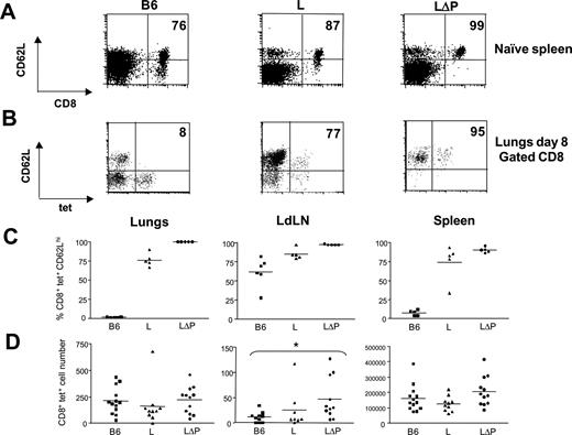 FIGURE 1. Maintained expression of CD62L on influenza-specific CD8 T cells does not affect recruitment to the site of infection. B6, Ltg, and LΔPtg mice were infected i.n. with 20 HAU of influenza virus. Eight days after infection, cells isolated from the lungs draining LN (LdLN) and spleens were stained with Abs to CD8, CD62L and with NP68 tetramers and compared with splenocytes from uninfected mice. A, Representative FACS plots showing CD62L staining of CD8+ cells in spleens of uninfected B6, Ltg, and LΔPtg. B, Representative FACS plots showing CD62L and tetramer staining of CD8+ cells in lungs of infected B6. Ltg, and LΔPtg. Numbers are mean percentages of CD62Lhigh CD8 cells (A) and CD8+tet+ cells (B) in three to five mice. The percentage of CD62Lhigh (C) and total numbers (D) of CD8+tet+ cells in lungs, LdLN and spleens of B6 (squares), Ltg (triangles), and LΔPtg (circles) mice are also shown. Each symbol represents an individual mouse and data are from one representative experiment (C) or a summary of two independent experiments (D) using groups of at least five mice. Solid lines represent the means within each group. ∗, p < 0.05.