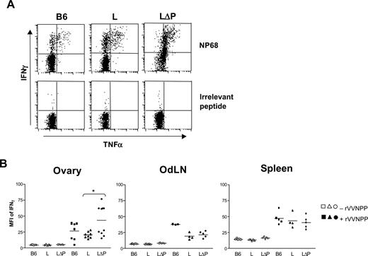 FIGURE 6. Cytokine expression by memory CD8 T cells in rVVNPP challenged CD62L shedding resistant mice. Influenza-immune B6, Ltg, and LΔPtg mice were generated by i.n. infection with 20 HAU of influenza virus, and 35–100 days later, mice were either challenged with recombinant vaccinia virus expressing a MHC class I-restricted peptide epitope derived from the influenza nucleoprotein (rVVNPP) or remained unchallenged. Mice were sacrificed 5 days later, and ovaries, draining LN, and spleens were harvested. A, Intracellular IFN-γ and TNF-α expression by CD8 T cells from ovaries of influenza-immune, rVVNPP challenged mice following re-stimulation in vitro with 1 μM NP68 peptide or irrelevant Ag, Trp2. Results are from ovaries pooled from two mice. B, Cells were stained directly ex vivo with fluorescently labeled soluble MHC class I tetramer, anti-CD8 and anti-IFN-γ, and evaluated by FACS. The geometric mean fluorescence intensity (MFI) of IFN-γ on CD8+tet+ populations is given for rVVNPP challenged (closed symbols) and unchallenged (open symbols) mice. Each symbol represents a single mouse and the solid lines indicate means within the group. Data are from one to four independent experiments using groups of at least three mice. ∗, p < 0.05.