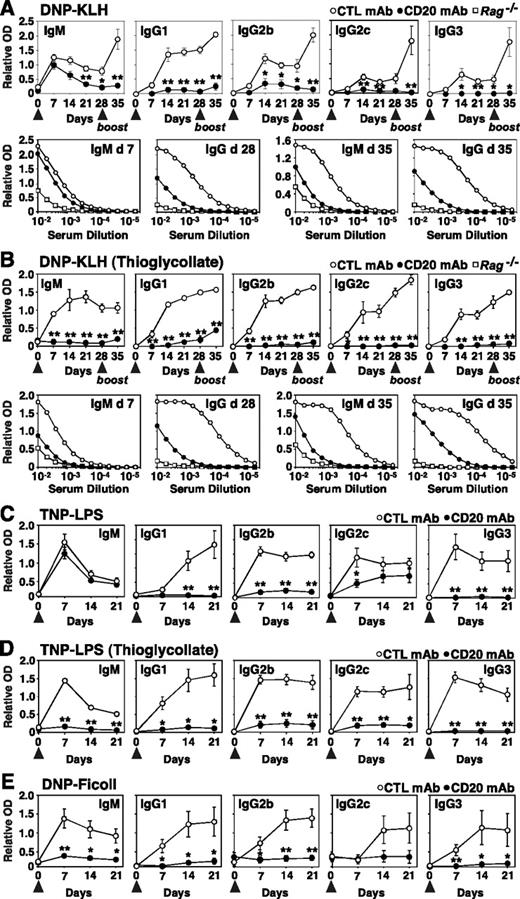FIGURE 2. TD and TI Ab responses in CD20+ B cell-depleted mice. A, Effect of B cell depletion on DNP-KLH Ab responses. B, Effect of thioglycolate treatment and B cell depletion on DNP-KLH Ab responses. A and B, Mice were retreated with mAb on day 21 and challenged with DNP-KLH on day 28. Lower panels, The relative titers of DNP-specific IgM and IgG Ab in pooled sera from immunized mice with background measured using Rag−/− mouse serum. C and D, Effect of B cell depletion and thioglycolate treatment on TNP-LPS Ab responses. E, Effect of B cell depletion on DNP-Ficoll Ab responses. A–E, Littermate pairs of mice were treated with MB20-11 or control mAb on day −7 with serum harvested before immunization (arrow) on days 0. Hapten-specific Ab levels in individual serum samples harvested on the indicated days were measured by ELISA. Values represent mean (±SEM) relative OD units obtained using individual sera from five mice of each group. Differences between CD20 or control mAb-treated mice were significant, ∗, p < 0.05; ∗∗, p < 0.01.