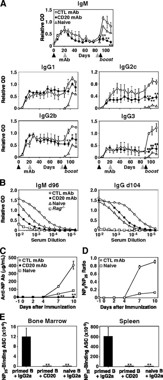 FIGURE 4. Long-lived Ag-specific Ab levels and memory Ab responses in CD20+ B cell-depleted mice. A, Ag-specific Ab levels after B cell depletion. Littermate pairs of mice were immunized (filled arrows) with DNP-KLH on day 0 and treated with MB20-11 (n = 5) or control (n = 5) mAb on days 21 and 82 (shaded arrows). All mice were rechallenged with DNP-KLH on day 89. Previously unimmunized littermates were also immunized with DNP-KLH on day 89 to quantify primary Ab responses. B, Relative titers of DNP-specific IgM (day 96) and IgG (day 104) in pooled sera from immunized mice in A with background measured using Rag1−/− mouse serum. C and D, Memory Ab responses after adoptive transfer. Purified splenic B220+ cells were isolated from NP-CGG-primed mice (42 days after immunization) or from unimmunized littermates and adoptively transferred into Rag1−/− mice (day −1) along with an equal number of splenic T cells isolated from CGG-primed mice. The mice were then immediately given MB20-11 or control mAb. All mice were boosted with NP-CGG on day 0, with serum harvested on the indicated days. A–C, Hapten-specific Ab levels in individual serum samples were measured by isotype-specific ELISA. Values represent mean (±SEM) relative OD units obtained using individual sera (unless indicated otherwise) from ≥4 mice in each group. Significant differences between CD20 and control mAb-treated mice are indicated; ∗, p < 0.05; ∗∗, p < 0.01. D, High-affinity NP-specific IgG1 levels in individual serum samples from C were measured by ELISA using NP5-BSA and NP25-BSA to indicate the relative affinities of the Ab responses. Values represent mean (±SEM) ratios of the titers for each serum sample. E, Bone marrow and spleen ASC responses. Numbers of cells secreting NP25-specific IgG1 were determined by ELISPOT. Values indicate mean (±SEM) ASC numbers from mice in C on day 10. Less than 0.1 ASC/105 cells were detected in the bone marrow and spleens of mice with primed B cells treated with MB20-11 (primed B + CD20) and naive B cells treated with control mAb (naive B plus IgG2a). Differences between mice with primed B cells treated with control mAb (primed B + IgG2a) and primed B cells + CD20 mAb or naive B cells + IgG2a mAb were significant; ∗∗, p < 0.01.