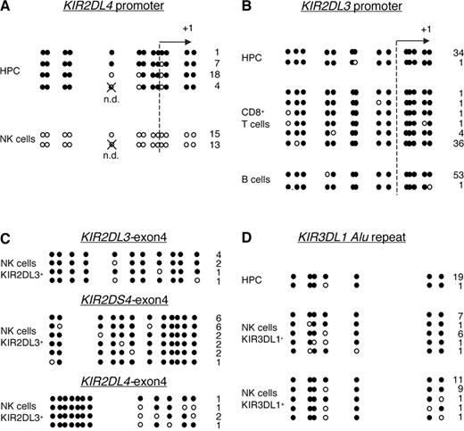 FIGURE 1. DNA methylation patterns in coding and noncoding regions of KIR genes in HPC and primary lymphocytes. The methylation status of the KIR2DL4 promoter in HPC and NK cells (A), the KIR2DL3 promoter in HPC, CD8+ T, and B cells (B), exon 4 of KIR2DL3, KIR2DS4, and KIR2DL4, respectively, in KIR2DL3-expressing NK cells (C), and an Alu repeat upstream of KIR3DL1 in HPC and NK cells which were sorted for expression (KIR3DL1+) or absence of expression (KIR3DL1−) of KIR3DL1 (D) was determined by genomic sequencing of bisulfite-converted DNA. Closed and open circles represent methylated and nonmethylated sites, respectively. Crossed circles indicate failure of bisulfite conversion. Distance between circles is proportional to the distance between CpG dinucleotides. Transcription start sites are indicated by dashed arrows. The number of cloned sequences with a specific methylation pattern is indicated at the right end of each row. CD8+ T cells were derived from cord blood and did not express any KIR (>99% KIR−). KIR2DL3-expressing NK cells were derived from a donor homozygous for group A haplotype (54 ).