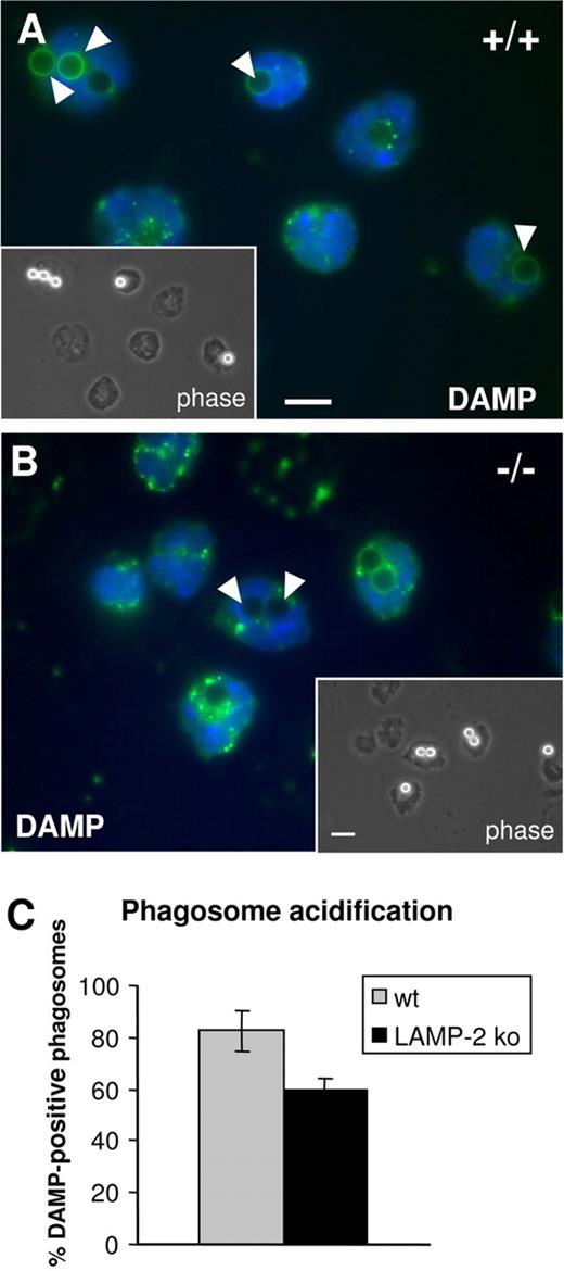 FIGURE 6. Disturbed acidification in phagosomes in LAMP-2-deficient PMNs. A and B, Peritoneal PMNs were incubated with opsonized latex beads (3 μm) for 1 h, followed by 30 min incubation with 0.1 mM DAMP, which accumulates in acidified compartments. DAMP was detected with anti-DNP Abs. Phase contrast pictures are shown (inset). DAPI was used for counter-staining of nuclei. A, Wild-type cells. DAMP-positive phagosomes are marked (arrowhead). B, LAMP-2-deficient cells. Please note that a number of LAMP-2-deficient phagosomes are not acidified at all (arrowhead). Scale bar represents 3 μm for DAMP images and 5 μm for inset image. C, Quantitation of DAMP-positive phagosomes. Results represent mean ± SD of two experiments quantifying 100 phagosomes each as depicted.