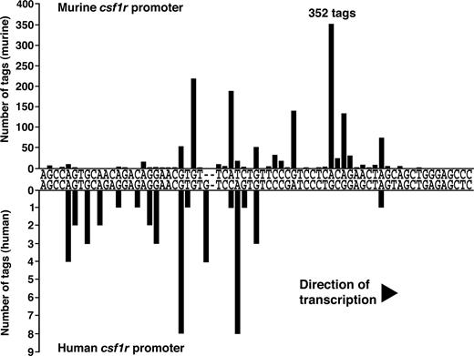 FIGURE 1. CAGE tag analysis of murine and human csf1r proximal promoters. The number of tags identified at a particular position corresponds to the frequency of initiations at that position. The sequence shown begins at −120 (murine) or −122 nucleotides (human) relative to the ATG codon.