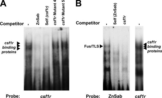 FIGURE 7. The csf1r promoter DNA binding complexes are competed by the known FUS/TLS binding sequence ZnSab, and complexes observed on the ZnSab oligonucleotide are cross-competed by the csf1r sequence. A, EMSA using BMM nuclear extract and labeled murine “X box” csf1r probe. The csf1r-binding complexes identified in Fig. 5 and that fail to be competed by a 100× molar excess of mutants 4 and 5 are effectively competed by a 100× molar excess of ZnSab, which contains a known FUS/TLS binding site. B, EMSA using BMM nuclear extract and labeled ZnSab probe. A ZnSab binding complex (presumably FUS/TLS) running in approximately the same location as the csf1r-binding complexes is effectively competed both by unlabelled ZnSab and by a 100× molar excess of unlabelled murine X box csf1r oligonucleotide.