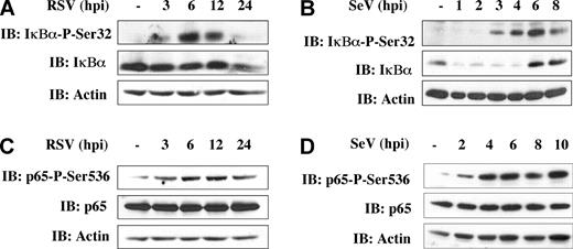 FIGURE 1. RSV and SeV infection trigger IκBαSer32 and p65Ser536 phosphorylation in A549. A549 cells were left untreated or infected with RSV (MOI = 3) (A and C) or SeV (40 hemagglutination units/106 cells) (B and D) for various times, as indicated. WCE were generated and resolved by SDS-PAGE. After transfer onto nitrocellulose, proteins were immunoblotted (IB) with anti-IκBαSer32 phospho-specific (IκBα-P-Ser32), anti-IκBα (A and B), anti-p65Ser536 phospho-specific (p65-P-Ser536), and anti-p65 Abs (C and D). Equal loading was verified using anti-actin Ab. The data are representative of at least three experiments.