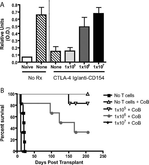 FIGURE 5. A critical frequency of Ag-specific CD4+ T cells can provide help for donor-reactive Ab production in the absence of CD80/86- and CD40-mediated costimulation. The indicated numbers of donor-reactive Thy1.1+ CD4+ or CD8+ T cells were adoptively transferred into naive B6 recipients, which then received a mOVA skin graft and costimulation blockade where indicated. At day 60 posttransplant, serum was analyzed for the presence of anti-OVA IgG (A). Results indicated that costimulation blockade effectively reduced the titer of anti-OVA Ab as compared with untreated controls (p < 0.05). Transfer of 105 OT-II T cells did not reconstitute Ab production, but transfer of 106 cells resulted in the generation of anti-OVA Ab at levels near to those observed in untreated controls. Recipients of 106 but not 105 OT-II T cells were also more likely to undergo graft loss due to chronic rejection (p < 0.05) (B). Results shown are cumulative data from two independent experiments with a total of six mice per group.