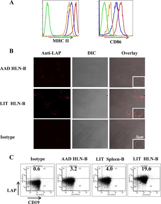 FIGURE 6. LIT HLN B cells were mature and expressed TGF-β. A, Representative histograms of surface MHC II and CD86 expression on B cells isolated from HLNs from sensitized (orange), AAD (red), and LIT mice (blue), compared with isotype (green). LIT HLN B cells were mature, as they had comparable levels of MHC II expression and CD86 expression to AAD HLN B cells. B, CD19+ B cells isolated from AAD and LIT HLNs were stained with biotinylated anti-LAP followed by streptavidin Alexa Fluor 647 for confocal imaging and streptavidin allophycocyanin for flow cytometric analysis. Representative example of specific LAP staining, differential interference contrast (DIC) images, and overlay of staining and DIC images at multi- and single-cell levels. Top, AAD HLN B cells showed minimal staining for LAP. Middle, LIT HLN B cells demonstrate substantial LAP staining, which was localized to the surface (overlay). Lower, LIT HLN B cell isotype staining, DIC image, and overlay. C, Representative dot-plots of LAP expression on CD19+ cells demonstrated increased expression of anti-LAP (TGF-β1) on LIT HLN-B, whereas AAD HLN B cells and LIT spleen B cells had little anti-LAP expression, compared with isotype.