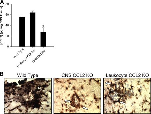 FIGURE 3. Decreased CCL2 in the spinal cords of the CNS CCL2−/− chimeric mice. The experimental groups constructed as shown in Fig. 1 were immunized with MOG35–55 in CFA and observed for the development of clinical disease symptoms. At the peak signs of clinical disease in the wild-type control group, spinal cord tissue was harvested and assessed for CCL2 content by ELISA (A) as previously described (24 ). The data indicate a significant (∗, p < 0.05) decrease in spinal cord CCL2 content compared with both the wild-type control and the leukocyte CCL2−/− groups. B, Spinal cords from wild-type, CNS CCL2−/−, and leukocyte CCL2−/− chimeric groups were stained with anti-CCL2 mAb. The wild-type section showed intense CCL2 expression; the CNS CCL2−/− section showed CCL2 expression by the round leukocytes (arrows); and the leukocyte CCL2−/− section showed CCL2 expression by the stellate and ramified cells representative of glia (arrows), but not the round (blue) leukocytes. Magnification, ×200. The results are representative of three independent experimental replicates.