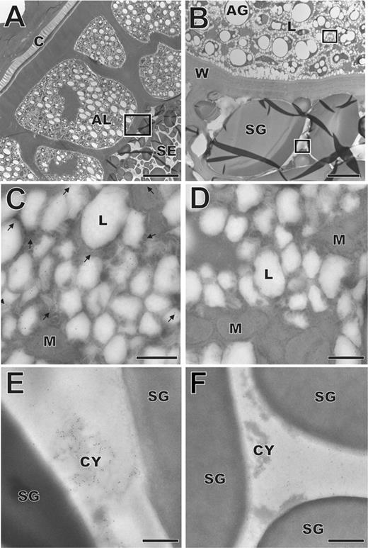 FIGURE 11. Localization of clone 10-derived allergen by transmission immunogold electron microscopy in a wheat seed. A and B, Cross section of a wheat grain at low (A) and high (B) magnification. A, Fruit and seed coat (C), aleuron layer (AL), and the beginning of the starchy endosperm (SE). The rectangle in A indicates an area comparable to the area shown in B, that is, the border between the aleuron layer and starchy endosperm. The rectangles in B indicate areas shown in high magnification in C and D and E and F, respectively. C and D, Detail of a wheat seed aleurone cell probed with rabbit anti-clone 10-derived Ig (C) or preimmune Ig (D). E and F, High magnification micrograph of the starchy endosperm after immunogold localization of wheat protein 10 with rabbit anti-clone 10-derived Ig (E) or preimmune Ig (F). Bound rabbit Abs were detected with a gold-conjugated goat anti-rabbit Ig antiserum (gold particles = black dots). Arrows point to colloidal gold particles. The bars represent: A, 20 μm; B, 5 μm; C–F, 0.5 μm. AG, aleuron grain; AL, aleuron layer; C, multilayered fruit and seed coat; CY, cytoplasmic materials; L, lipid body; M, mitochondrion; SE, starchy endosperm; SG, starch grain; W, cell wall.