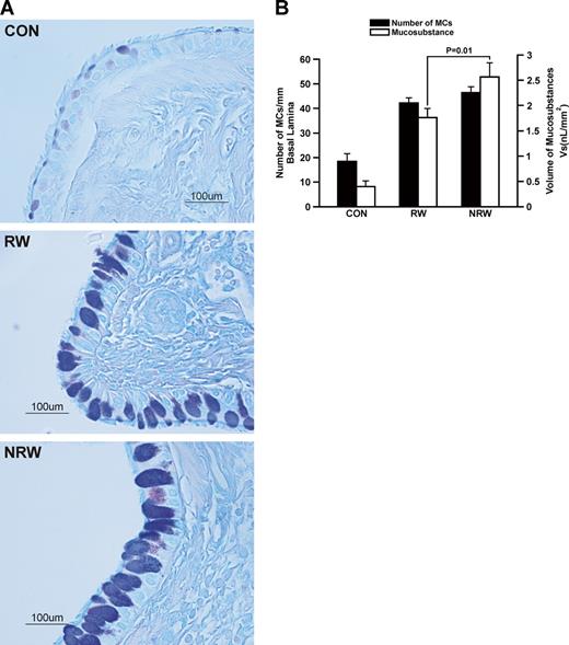 FIGURE 11. NT decreases the number of mucous cells but increases the volume of mucus substances in goblet cells. Rats were sensitized and challenged with RW as described in Fig. 6. Twenty-four hours after the last challenge, lung tissues from CON, RW-sensitized/challenged, and NRW animals were fixed. Tissue sections were stained with AB-PAS (A), and the volume of intraepithelial mucosubstances (Vs, volume density) and the number of mucous cells (MCs) per millimeter of basal lamina (B) were determined as described in Materials and Methods.