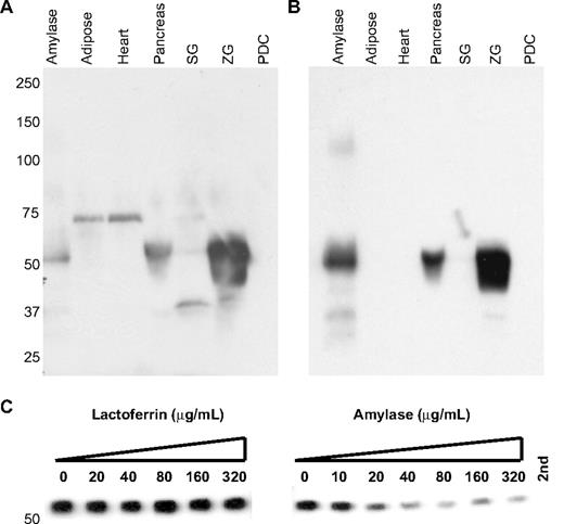 FIGURE 6. Identification of pancreatic amylase as an autoantigen recognized by NOD.CD28KO mouse serum. A, Using serum from individual NOD.CD28KO mice (left panel), the ∼50-kDa autoantigen is only detected by immunoblotting lysates prepared from tissues or tissue compartments that contain amylase (pancreas, purified ZG, salivary gland (SG)) and not in amylase-deficient lysates (heart, adipose, primary PDC). Purified porcine pancreatic amylase was used as a positive control. Results are representative of four independent experiments. B, The same blot was stripped and probed with an anti-human/mouse pancreatic amylase Ab (right panel). C, Autoantibodies from individual NOD.CD28KO mice recognize pancreatic amylase. Serum samples were preincubated with increasing concentrations of porcine pancreatic amylase or lactoferrin before use as primary Abs in a multiscreen immunoblot against pancreas extract. Lactoferrin, a potential autoantigen in the pancreas of patients afflicted with pancreatitis, was included as a control. Results are representative of three independent experiments.