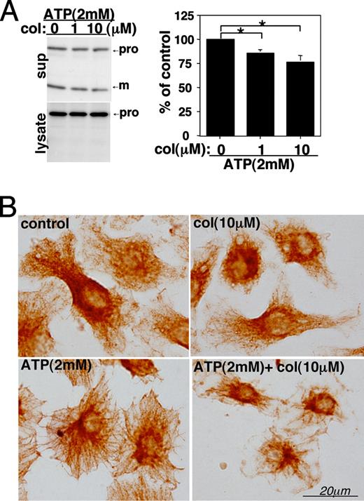 FIGURE 9. Colchicine (col) inhibits ATP-induced mIL-1β release and microtubule reorganization in LPS-primed MG6 cells. MG6 cells (3 × 105 cells/well in 24-well plates) were primed with 1 μg/ml LPS for 4 h. After washing with PBS, the cells were further incubated for 30 min in HBSS containing ATP and colchicine at the concentrations indicated. The culture supernatant was collected and the cells were lysed with RIPA buffer. Equal volumes of supernatant (sup) or cell lysates were loaded in each lane for SDS-PAGE. After transfer to a PVDF membrane, the blots were probed with anti-IL-1β Ab (A). The ATP-induced release of mIL-1β (m) was dose-dependently inhibited by treatment with colchicine (A). Band intensities corresponding to mIL-1β in supernatant were quantified in three independent experiments, and the data are indicated as a percentage of the maximum amount of mIL-1β obtained from the culture supernatant after the stimulation by 2 mM ATP in each set of experiments (A). The data are expressed as the mean value ± SEM. ∗, p < 0.05. Additionally, MG6 cells were cultured in 8-well chamber slides (1 × 105 cells/well) and primed with 1 μg/ml LPS for 4 h. After washing with PBS, the cells were further incubated for 10 min in HBSS containing ATP and colchicine at the concentrations indicated. After fixation with formalin in PBS, the cells were immunostained with anti-β-tubulin Ab. In contrast to the control and the colchicine-treated cells, the radially extended thick bundles of microtubule were observed in ATP-treated cells (B). Colchicine inhibited the ATP-induced microtubule reorganization (B). The microphotographs of immunostaining are representative of at least three experiments.