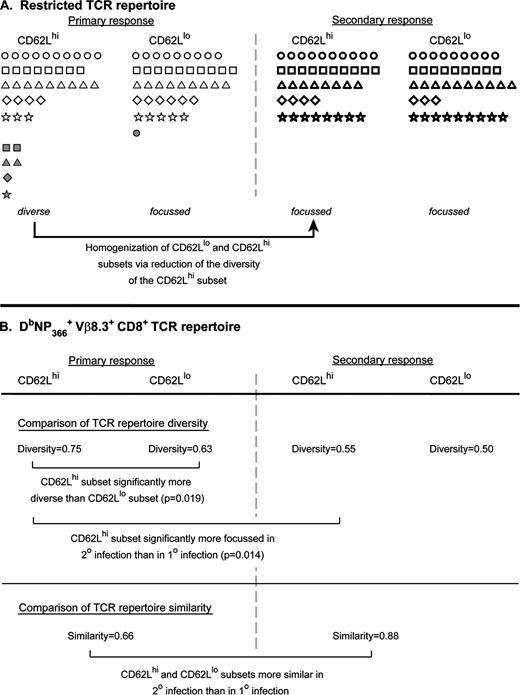 FIGURE 4. Homogenization of the CD62Lhigh and CD62Llow subsets of the DbNP366+CD8+ TCR repertoire from primary to secondary responses via focusing of the CD62Lhigh subset. A, Schematic illustrating the changes in the CD62Lhigh and CD62Llow subsets between primary and secondary responses for DbNP366+CD8+ T cells characterized by a restricted TCR repertoire, and (B) a table with statistical comparisons of the various subsets. The numerical values in B represent the mean Simpson’s diversity indices and the mean Morisita-Horn similarity indices, averaged across all samples for each of the TCR subsets. The p values for significant differences are shown, with CD62Lhigh and CD62Llow subsets compared using a Wilcoxon test and primary and secondary responses compared using a Mann-Whitney U test. In the primary responses, the CD62Lhigh subsets are significantly more diverse than the CD62Llow subsets, with some similarity between the two subsets. In the secondary responses, there is a homogenization between the CD62Llow and CD62Lhigh subsets, as indicated by an increase in the similarity between the two subsets and no significant difference in the diversities of the two sets. The homogenization arises from the CD62Lhigh subsets becoming significantly less diverse and mostly losing TCRs that are not common between the CD62Llow and CD62Lhigh subsets. There is no significant change in the diversity of the CD62Llow subsets between primary and secondary responses.