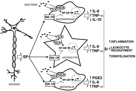 FIGURE 5. Proposed model in which SP exacerbates the early inflammatory responses of resident CNS cells following bacterial infection. Bacterial motifs are recognized by TLR and NLR pattern recognition receptors expressed by perivascular macrophages, microglia, and astrocytes leading to NF-κB activation and resulting in inflammatory cytokine production via NF-κB activation. SP released by neurons and perhaps activated glia acts on these NK-1R bearing CNS cells to alter NF-κB activation or function. In this manner, SP augments TNF-α and IL-6 production by astrocytes and microglia, and limits IL-10 production by perivascular macrophages and/or infiltrating leukocytes, thereby exacerbating CNS inflammation and damage.
