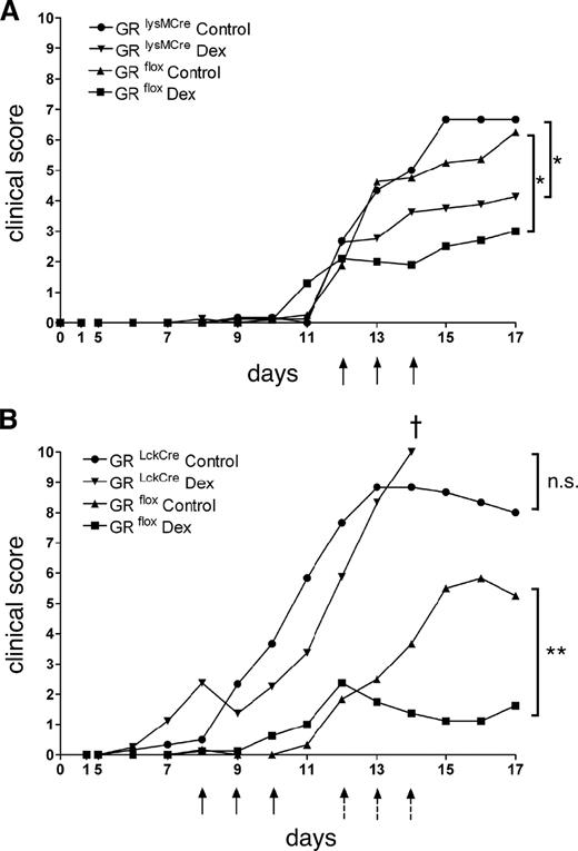 FIGURE 5. T cells but not myeloid cells are essential targets of GCs in the treatment of EAE. A, Mice lacking the GR in macrophages (GRlysMcre) and GRflox control mice were therapeutically treated with 100 mg/kg Dex (arrows); n = 5, one representative experiment of two is shown; statistical analysis: days 13–17. B, Mice lacking the GR in T cells (GRlckCre) and GRflox control mice were therapeutically treated with 100 mg/kg Dex (GRlckCre mice = marked by full arrows; GRflox control mice = marked by dotted arrows); n = 5, one representative experiment of two is shown; statistical analysis: days 9–17 and 13–17, respectively. The cross indicates that all animals were prematurely sacrificed for ethical reasons; in the GRlckCre group treated with PBS half of the mice had to be sacrificed.