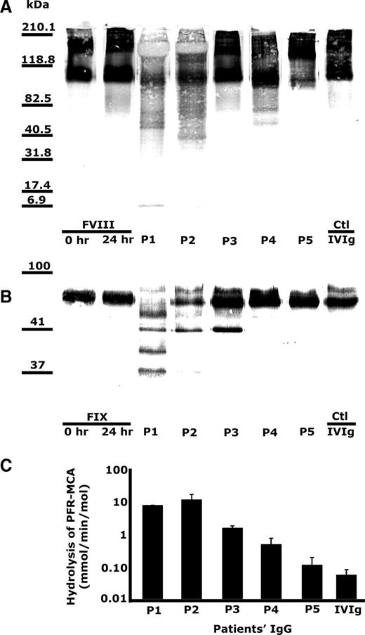 FIGURE 1. Hydrolysis of FVIII, FIX, and PFR-MCA by IgG purified from the plasma of patients with renal graft transplants. Biotinylated recombinant human FVIII (185 nM; A), biotinylated recombinant human FIX (185 nM; B), and PFR-MCA (100 μM; C) were incubated alone (control (Ctl)) or in the presence of IgG (66.67 nM) from renal-transplanted patients (P1, P2, P3, P4, and P5) for 24 h at 37°C. Immune globulin (IVIg) was used as a source of normal IgG and as a control. In the case of FVIII and FIX, samples were subjected to 10% SDS-PAGE and transferred onto a nitrocellulose membrane before revelation of biotinylated fragments. Rates of hydrolysis of PFR-MCA were calculated as explained in Materials and Methods and are shown as millimoles of substrate hydrolyzed per minute per mole of IgG.