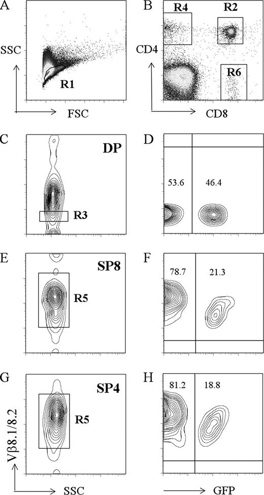 FIGURE 7. Each β-chain was recruited into mature thymocyte subsets. Within the live gate (A) a representative CD4/CD8 thymocyte profile of GFP+/GFP− β-chain competition chimera 5 is shown (B). Preselection thymocyte GFP+/− ratio within DP Vβ8low gate (C and D), Vβ8+SP8 thymocyte GFP+/GFP− ratio (E and F), and Vβ8+SP4 thymocyte GFP+/GFP− ratio (G and H) are shown. Percentages of GFP+/GFP− thymocytes in each subset are indicated. In all cases, GFP+ and GFP− cells are present in SP thymocyte subsets, indicating successful selection of each β-chain. Each β-chain was selected with similar efficiency. FSC, Forward scatter; SSC, side scatter.