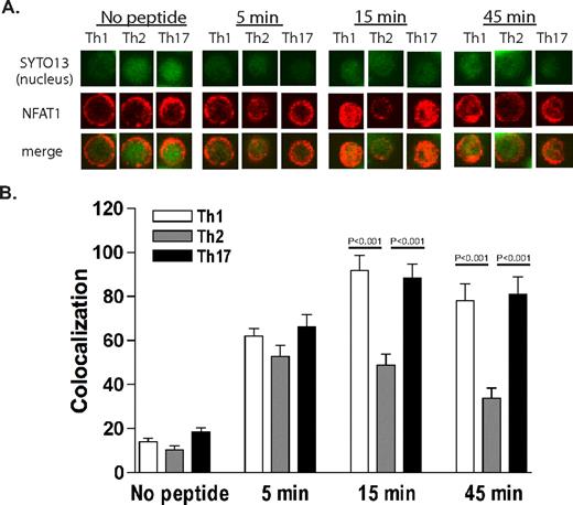 FIGURE 9. NF-AT nuclear localization in Th cells. A, Representative cells (Th1, Th2, and Th17) at no peptide, 5-min, 15-min, and 45-min time points. Top panels, The nuclei were stained with SYTO13 (green); middle panels, NF-AT1 (red) nuclear localization was measured; and bottom panels, show the merge of the two. B, Quantification of colocalization of NF-AT in the nucleus. Th2 cell colocalization levels are significantly lower (p < 0.001) than Th1 and Th17 cell levels at the 15- and 45-min time points. These data are representative of a total of 30 cells/sample taken from three independent experiments.
