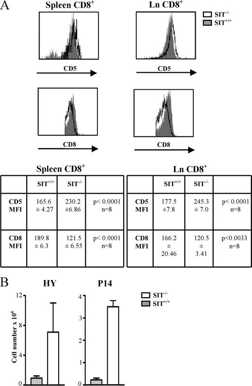 FIGURE 5. Expression of CD5 and CD8 in SIT−/− T cells. A, Histogram overlays compare the expression of CD5 and CD8 on CD8+-gated splenic and lymph node T cells from SIT+/+ (filled histograms) and SIT−/− (empty histograms) mice. Statistical analysis of CD5 and CD8 mean fluorescence intensity is shown below. B, Splenocytes from HY and P14 TCR transgenic mice were stained with CD4, CD8, and TCRα (T3.70 for HY and Vα2 for P14) mAbs and numbers of transgenic TCRα+CD4−CD8− were calculated. The mean ± SEM of TCRα+CD4−CD8− cells from seven SIT+/+ and seven SIT−/− mice in each TCR transgenic model is shown.