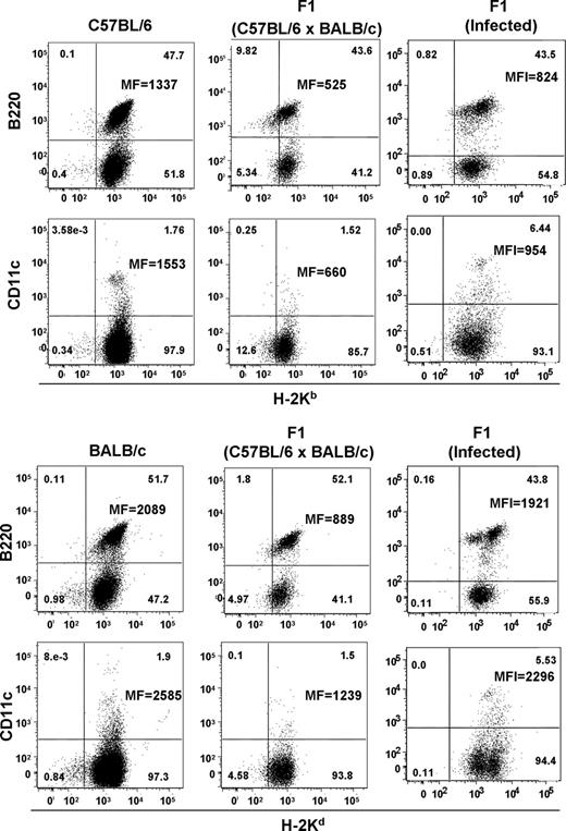 FIGURE 6. MHC class I expression in splenic APC cells from homozygote or heterozygote mice. Splenic cells were stained with anti-H-2Kd-FITC or anti-H-2Kb-FITC and anti-B220-PE or anti-CD11c-PE. The frequency of each cell population is indicated in the corners. The mean fluorescence (MF) of the MHC I molecules (H-2Kb or H-2Kd) of the double-positive cells are also shown. Infected F1 C57BL/6 × BALB/c mice were infected 30 days before with 104 blood stream trypomastigotes. Results of each mouse group (infected and noninfected) were reproduced at least twice with identical results.