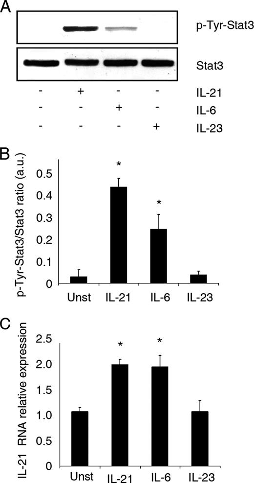 FIGURE 5. IL-6, but not IL-23, induces IL-21 in human CD3+ PBL. A, Representative Western blots showing p-Tyr-Stat3 and total Stat3 in CD3+ PBL cultured in the presence or absence of IL-21 (25 ng/ml), rhIL-6 (25 ng/ml), or IL-23 (25 ng/ml) for 20 min. One of three representative Western blots is shown. B, Quantitative analysis of p-Tyr-Stat3/Stat3 protein ratio, as measured by densitometry scanning of Western blots. Values are expressed in arbitrary units (a.u.) and are the mean ± SD of three experiments. ∗, p < 0.02, IL-21 or IL-6 vs unstimulated. C, CD3+ PBL were either left unstimulated (Unst) or stimulated with the indicated cytokines for 3 h. IL-21 RNA was then analyzed by real-time PCR. Data indicate mean ± SD of three separate experiments. ∗, p < 0.05, IL-21 or IL-6 vs unstimulated.