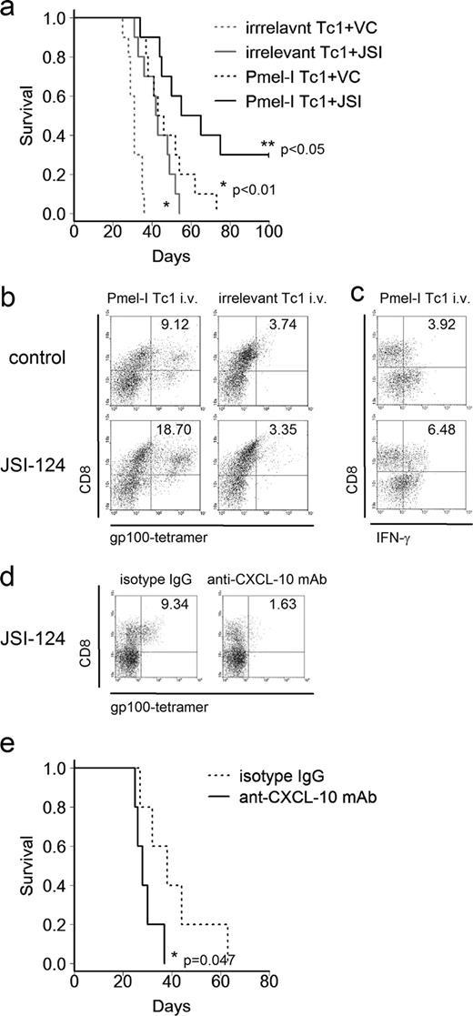 FIGURE 6. JSI-124 administration in i.c. GL261-bearing mice promotes the efficacy of adoptive transfer therapy with gp100-specific Tc1 in a CXCL-10-dependent manner. C57BL/6 mice bearing i.c. GL261 glioma received i.p. injections of JSI-124 (1 ng/g body weight/day) or control vehicle daily on days 14–17 following the tumor inoculation. On day 18, Pmel-I-derived gp10025–33-specific Tc1 (5 × 106 cells/mouse) or control OT-1-derived Tc1 recognizing an irrelevant OVA257–264 were adoptively transferred via tail vein. In experiments in d and e, 100 μg/mouse anti-CXCL-10 mAb or isotype control IgG was transferred with Pmel-I Tc1. a, Symptom-free survival of mice was monitored. n = 10 mice/group. ∗, p < 0.01 for: 1) mice receiving JSI-124 and OT-1-irrelevant Tc1 compared with the control mice receiving i.p. vehicle and OT-1 Tc1, and 2) mice receiving vehicle and Pmel-I Tc1 compared with the control mice receiving i.p. vehicle and OT-1-Tc1. ∗∗, p < 0.05 for the group treated with both JSI-124 and Pmel-I Tc1 compared with mice receiving vehicle and Pmel-Tc1. b–d, Mice were sacrificed on day 20, and flow cytometric evaluation was performed with lymphocyte-gated BILs for: gp100 -reactive/CD8+ cells from 4 treatment groups (b); and IFN-γ-producing CD8+ cells from mice receiving Pmel-I Tc1 (c), and gp100-reactive/CD8+ BILs derived from mice receiving Pmel-I Tc1 along with anti-CXCL-10 mAb or control IgG (d). b–d, Numbers in each histogram indicate the percentage of double-positive cells in lymphocyte-gated populations. e, Symptom-free survival was monitored for mice receiving Pmel-I Tc1 with anti-CXCL-10 mAb or control IgG. n = 5 mice/group. ∗, p = 0.047 for mice treated with anti-CXCL-10 mAb compared with the control mice.