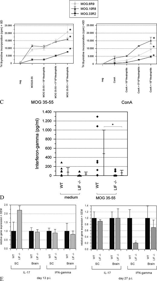 FIGURE 4. Impaired T cell priming and T cell activation in LIF−/− mice. A, Investigation of T cell priming in LIF−/− mice after immunization with MOG 35–55. T cell proliferation in lymph node primary cell culture was assessed ex vivo by [3H]thymidine incorporation 72 h after restimulation. Representative data from a total of two experiments are shown; each marker represents a single animal. LIF−/− mice displayed a small increase to unspecific polyclonal activation with Con A, yet showed a significantly impaired proliferation in comparison to WT mice after recall with MOG 35–55 (p = 0.002). B, Investigation of T cell proliferation in a MOG recall assay with coculture of WT T cells with LIF-deficient APC and vice versa. Although LIF deficiency of only T cells or APC did not alter T cell proliferation, deficiency of both T cells and APC together resulted in a significant impairment of T cell proliferation (p < 0.05). C, Titration of WT neutrophilic granulocytes in relation to several long-term MOG-specific T cell lines (MOG.6, MOG.10, MOG.33). Representative data with neutrophilic granulocytes from spleen are shown. Upon induction of Ag (MOG) specific and lectin-induced (Con A) unspecific T cell proliferation, the proliferative capacity (assessed by [3H]thymidine incorporation) increased with the number of added neutrophils. Data are pooled from three different experiments with different cell lines at various restimulation cycles (R2, R8, and R9). Error bars represent SDs; all experiments were performed in triplicates; p < 0.05 in comparison to MOG or Con A stimulation of the respective line alone. D, IFN-γ expression in lymph node primary cultures after immunization with MOG 35–55 and recall with MOG 35–55 ex vivo. Supernatants were analyzed by ELISA. Data are pooled from two independent experiments; each marker represents a single animal. In LIF−/− mice, protein levels of IFN-γ were significantly reduced after recall with MOG 35–55 in comparison to WT control mice. E, RT-PCR analysis for mRNA expression of IFN-γ and IL-17 in the brain and spinal cord (SC) of LIF−/− and WT control mice on days 13 and 27 p.i. Levels of IFN-γ are reduced in the spinal cord of LIF−/− mice on day 27 p.i. (p < 0.05).