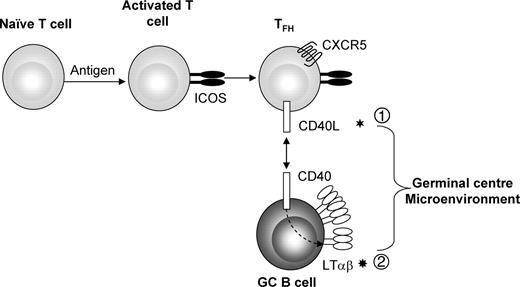 FIGURE 9. Model of sequential activation of ICOS, CD40, and LTβR during the T-dependent GC reaction. Following immunization, Ag-specific B cells migrate to the edges of the follicle where they receive help from cognate Th cells. The interaction between Ag-specific B cells and T cells via ICOS-ICOSL results in the up-regulation of CD40L as well as the expression of CXCR5 on Th cells to enable their migration to the emerging GC. CD40L expression on follicular Th cells stimulates proximal GC B cells to induce the up-regulation of LTαβ ①. It is these very high levels of LTαβ that in turn stimulate the LTβR on resident FDC, encouraging them to coalesce into a tight network and produce chemokines ②. Together, signals from both LTβR and CD40 receptors work in concert to achieve full GC formation.