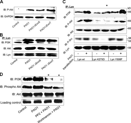 FIGURE 3. PA infection activates PI3K and Akt. A, Akt activation by PA infection. MHS cells were infected with PAO1, ΔExoS, and ΔExoT strains for 30 min, and whole cell lysates were resolved by SDS-PAGE and probed with phospho-Akt Ab. All three strains show increase in Akt phosphorylation compared with the uninfected control. B, Association of Lyn with PI3K and Akt. Lyn was immunoprecipitated from infected cell lysates using protein A beads coated with Lyn Ab and samples probed with PI3K and Akt Abs, respectively. C, Knockdown of Lyn decreases its association with PI3K and Akt. MHS cells were transiently transfected with Lyn wt, Lyn K275D (DN), and Lyn Y508F (constitutively active) constructs, and Lyn IP was done as above post-PAO1 infection. D, Inhibition of PI3K and Akt activity by p56 Src family inhibitor PP2. Statistical analysis was done by comparing mean values using Student’s t test (∗, p < 0.05, 95% CI). The above results are representative of three experiments.