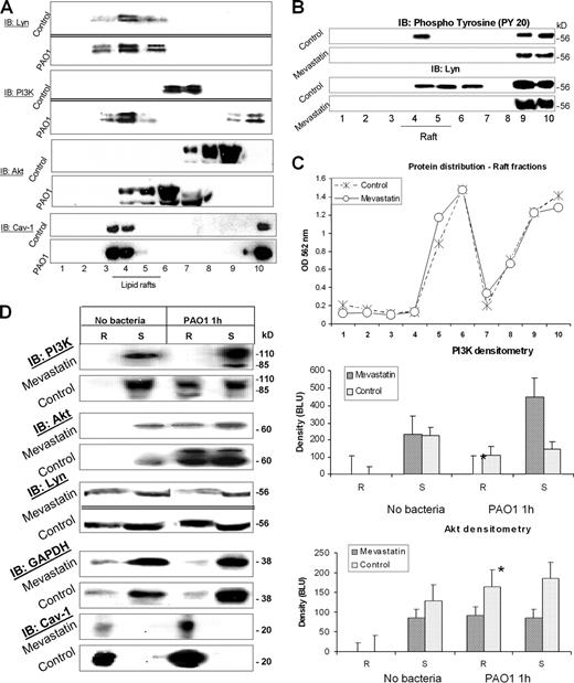 FIGURE 4. Depletion of cholesterol inhibits Lyn activity. A, Raft association with Lyn upon PA infection. Sucrose density gradient separation of detergent-resistant membranes (rafts) from MHS cell lysates was done, as described previously. The individual fractions were resolved by SDS-PAGE and analyzed by immunoblotting with Lyn, PI3K, and Akt Abs, respectively. Cav-1 was used for showing separation of the rafts. B, Lyn was pushed out raft (to nonraft) fractions by mevastatin. MHS cells were treated with mevastatin (HMG CoA reductase inhibitor) to block cholesterol synthesis over 24 h in lipid-free medium. Lyn and phsophotyrosine in various fractions were probed with specific Abs. C, Similar protein distributions in the raft and soluble fractions between the control and mevastatin group by Bio-Rad assay. D, Lyn activation and PI3K recruitment to rafts depend on cholesterol content. MHS cells were treated with mevastatin, as above. The raft (3, 4, 5) and nonraft (7, 8, 9, 10) fractions were pooled and analyzed by immunoblot for Lyn, PI3K, Akt, and GAPDH. Statistical analysis was done by comparing mean values using Student’s t test (∗, p < 0.05, 95% CI), and the quantitations were made through densitometric analysis (left panels). The above results are representative of three experiments.