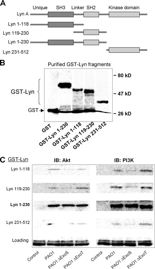 FIGURE 5. Domains of Lyn interacting with Akt or PI3K. A, GST-tagged Lyn peptide fragments were used to study in vitro association of Lyn with PI3K and Akt. B, Purified GST-Lyn fragments were identified by Western blot with GST Abs. C, GST-Lyn 1–230 containing both SH3 and SH2 domains shows significant association with PI3K and Akt. There is no difference for the interaction between PAO1 wt and TTSS mutants. The loading control is shown with Coomassie blue staining. The result is representative of three experiments.