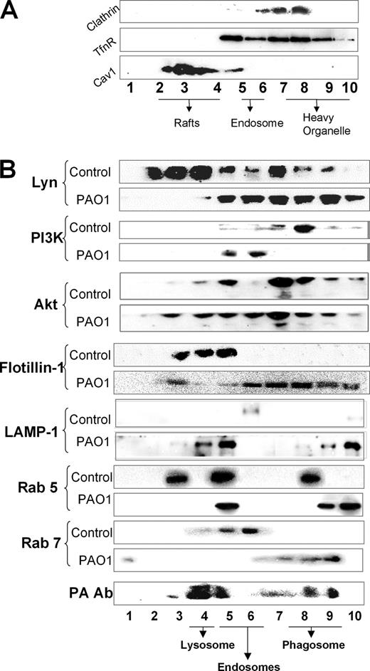 FIGURE 6. Analysis of signaling proteins in phagosome compartments. MHS cell lysates were processed for phagosome isolation by the sucrose density gradient method without detergent to keep the intracellular membranes intact. A, Distribution of key signaling mediators associated with internal vesicles without infection. Clathrin and transferrin receptor (CD71) are markers for receptor-mediated endocytotic vesicular fractions (5–10); caveolin-1 indicates raft-associated fractions (2, 3, 4). B, Phagosome fractions following PAO1 infection were resolved by SDS-PAGE and analyzed by immunoblotting with Lyn, PI3K, Akt, flotillin, LAMP-1, Rab5, Rab7, and PA Abs, respectively. The above results are representative of three experiments.