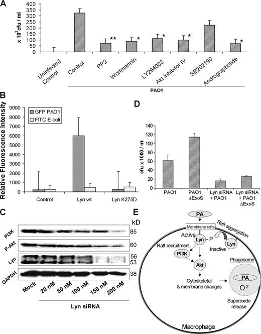 FIGURE 8. Phagocytosis is dependent on Lyn. A, Phagocytosis is inhibited by PP2 and other chemical inhibitors for various signaling proteins (MAPK, PI3K, Akt, and ERK inhibitors; incubation for 30 min). MHS cells were infected for 30 min with PAO1 in the presence or absence of the inhibitors, as indicated. The phagocytosis is determined by CFU after removing the surface bacteria with gentamicin. B, Inhibition of phagocytosis of PA by inactivating the kinase domain. Infection of MHS cells was performed in a 96-well plate using GFP-PAO1 bacteria or FITC-coated E. coli particles. Phagocytosis is determined by measuring GFP fluorescent using a fluorometer reader. Statistical analysis was done by comparing mean values using Student’s t test. ∗, p < 0.05 (95% CI), and ∗∗, p < 0.01 (99% CI). C, Knockdown of Lyn in MHS cells by Lyn siRNA strategy. Lyn protein expression was measured by Western blotting 48 h after siRNA transfection. D, Depletion of Lyn by siRNA reduced the PA internalization into MHS cells. The cells were infected with PAO1 and PAO1ΔExoS for 1 h, and CFUs were enumerated after gentamicin exclusion assay (Student’s t test; ∗∗, p < 0.01). The above results are representative of three experiments. E, Our proposed pathway for Lyn’s role in PA interacting with AM. The illustration demonstrates an invasion mechanism by PA that is involved in Lyn and lipid rafts. This process needs the downstream signaling of PI3K and Akt.