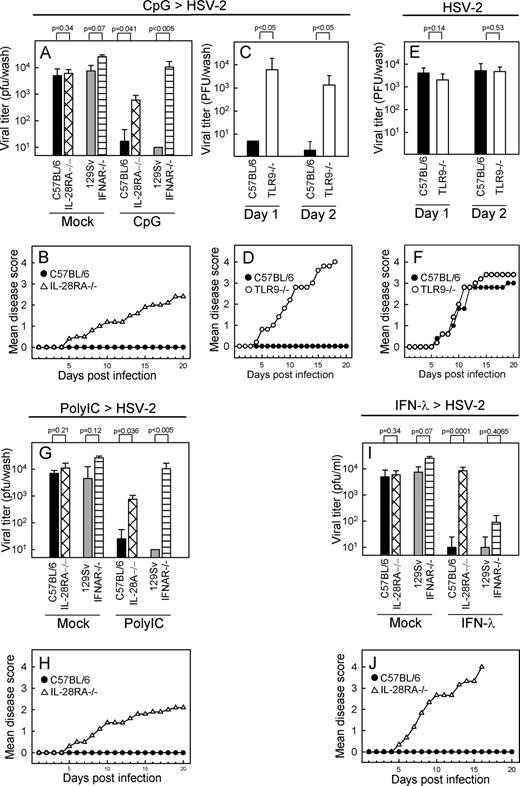 FIGURE 6. Role of IL-28Rα in TLR-activated antiviral defense. IL-28RA−/−, IFNAR−/−, and the respective WT littermates were treated with 25 μg of ODN1826 (A–D), 100 μg of polyIC (G and H), or 5 μg of IFN-λ2 (I and J) 24 (A–D and G and H) and 6 h (I and J), respectively, before i.vag. infection with HSV-2 (A, C–G, I, and J: 6.7 × 104 PFU; B and H: 2.0 × 105 pfu). A, C, E, G, and I, Vaginal washes were collected on day 1 p.i. (in C and E also on day 2), and viral load was determined by plaque assay. The virus titers are shown as mean values ± SD (B, D, F, H, and I). The mice were followed for 20 days and scored clinically. Data are shown as mean disease scores (A and B: n = 10; C and D: n = 5; E and F: n = 5; G and H: n = 12; I and J: n = 10).