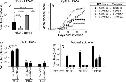 FIGURE 8. Role of hemopoietic vs nonhemopoietic cells in IL-28Rα-dependent antiviral defense. A and B, C57BL/6-IL-28RA−/− chimeric mice were infected i.vag. with 6.7 × 104 PFU of HSV-2. A, On day 1 p.i., vaginal washes were collected and viral load was determined by plaque assay. B, The mice were followed for 20 days and scored clinically. Data are shown as mean disease score (n = 10–17). C, C57BL/6 mice were treated with anti-plasmacytoid DC Ag-1 (anti-PDCA1) or a control Ab 1 day before treatment with 5 μg of IFN-α or IFN-λ2. Six hours later the mice were infected with 6.7 × 104 PFU of HSV-2 (i.vag.). On day 1 p.i., vaginal washes were collected and viral load was determined by plaque assay (n = 8). D, Vaginal epithelium was isolated from C57BL/6 mice and cultured overnight in the presence of control medium alone or 100 ng/ml IFN-α or IFN-λ2. The cells were infected with the indicated amounts of HSV-2 and left for 48 h, at which point infectious virus in the culture supernatants was quantified by plaque assay. The data are shown as means of triplicate cultures ± SD.