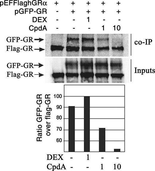 FIGURE 2. CpdA inhibits dimerization of GR. HEK293T cells were transfected with the plasmids pEFFlaghGRα and pGFP-GR or empty vector DNA, as indicated by + or − signs, respectively. Cells were induced for 1 h with either solvent, 1 μM DEX, or 10 μM CpdA, where appropriate, as indicated in the figure. Upper panel, The coimmunoprecipitated GFP-GR fraction (top band), interacting with the immunoprecipitated Flag-tagged GR fraction (lower band), trapped with M2 Flag beads, as the Western blot was developed using an anti-GR Ab, recognizing simultaneously the differently tagged GR species. Middle panel, The input lysates, detecting both Flag-tagged and GFP-tagged GR using an anti-GR Ab, and demonstrates that both GR species were expressed at comparable levels. Quantification of the band densities was performed using the software Kodak 1d 3,5 on the Kodak Image Station 440 CF and the graph represents ratios of the values of the coimmunoprecipitated with the immunoprecipitated fractions. One representative experiment of two is shown.