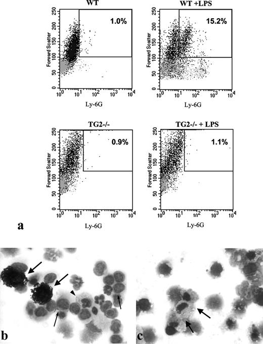FIGURE 5. a, Flow cytometry analysis of peritoneal neutrophil (PMN) infiltration. Total peritoneal cells were analyzed, and PMN were identified as highly positive for Ly-6G expression with a high SSC. In untreated mice, both WT and TG2−/−, PMN were ∼1% of peritoneal cell population. After LPS stimulation, a 15-fold increase when compared with baseline of neutrophils number into the peritoneal cavity of WT mice was found. On the contrary, LPS injection did not affect the PMN population in TG2−/− mice, which, 24 h after LPS treatment, appeared unchanged. Data are representative of four experiments. b and c, Light photomicrographs of DiffQuick-stained cytospin preparations from peritoneal lavage. In WT mice (b), peritoneal exudate after 24 h of LPS injection, besides neutrophils (distinctive for the segmentation of the nucleus), consisted in a mixture of infiltrating macrophages (arrowhead), mast cells (thick arrows), and lymphocytes (thin arrows); in TG2−/− mice (c), macrophages (arrows) were the predominant cell type. Original magnification, ×40.