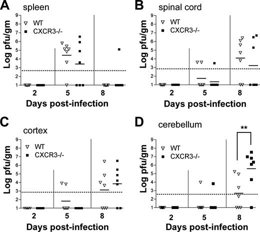 FIGURE 2. Viral loads in the spleen and CNS after WNV infection. WNV burden in the (A) spleens, (B) spinal cords, (C) frontal cortices, and (D) cerebella of wild-type and CXCR3-deficient mice at days 2, 5, and 8 after infection. Virus levels were measured using a plaque assay after tissues were harvested. Data are shown as the average PFU per gram of tissue and reflect 7–10 mice per time point per group. The dotted line indicates the limit of sensitivity of the assay. Horizontal bars indicate the arithmetic mean of the log-transformed data. Asterisks indicate time points at which differences were statistically significant (p < 0.05).