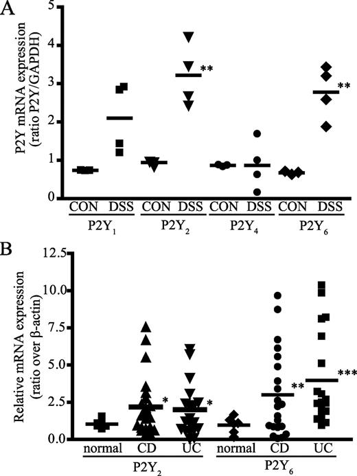 FIGURE 1. Intestinal inflammation up-regulates P2Y2 and P2Y6 mRNA receptor expression. A, An up-regulation of P2Y2 and P2Y6 receptor expression was observed in DSS-treated mice (DSS) as compared with their respective controls (CON). Bars are the average of semiquantified P2Y receptor mRNA expression normalized to GAPDH expression, in which ∗, p < 0.05 and ∗∗, p < 0.01, as determined by one-way ANOVA test. B, Using the Origene TissueScan Real-Time Crohn’s and colitis disease panel, we showed that P2Y2 and P2Y6 receptor mRNA expression was increased in both Crohn’s and ulcerative colitis intestinal human samples as compared with noninflamed tissues (normal). Bars represent the average of mRNA expression normalized to β-actin expression. Statistical significance was determined by unpaired t test Welch’s corrected, in which ∗, p < 0.05; ∗∗, p < 0.01; and ∗∗∗, p < 0.001.