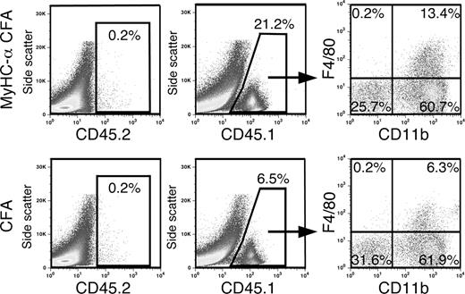 FIGURE 2. CD11b+ monocytes are bone marrow-derived and reflect the major population of heart-infiltrating leukocytes in EAM. Heart-infiltrating cells were isolated from hearts of CD45.1/CD45.2 chimeric mice 21 days after either MyHC-α/CFA or CFA immunization, stained for CD45.1, CD45.2, CD11b, F4/80, and analyzed by flow cytometry. One of several representative experiments is shown.