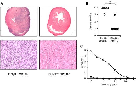 FIGURE 8. A, Reduced disease severity in IFN-γR−/− mice treated with IFN-γR+/+ CD11b+ monocytes. CFA/MyHC-α-immunized IFN-γR−/− mice were injected on 7, 9, and 11 with either IFN-γR+/+ or IFN-γR−/− CD11b+ monocytes and sacrificed on day 21. H&E-stained sections, ×25 and ×200 original magnification are shown. B, IFN-γR+/+ CD11b+ monocytes abrogate chronic myocarditis in IFN-γR−/− mice. Individual IFN-γR−/− mice were treated with either IFN-γR−/− (○) or IFN-γR+/+ (•) CD11b+ as indicated above. Histological severity scores of individual mice are shown; ∗, p = 0.016. C, CD11b+ monocyte treatment suppresses proliferation of CD4+ T cells in IFN-γR−/− mice. CD4+ T cells were isolated from mediastinal lymph nodes of either IFN-γR−/− (○) or IFN-γR+/+ (•) CD11b+ monocyte treated IFN-γR−/− mice and restimulated on irradiated MyHC-α-pulsed APC. Mean of cpm values from five individual mice are shown.