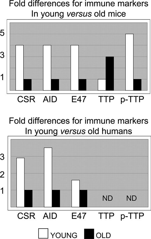 FIGURE 1. Relative values of immune markers in young/old mice/humans. Values indicate fold differences for immune markers in young vs old splenic CD19+ B cells (mice) or peripheral blood-derived CD19+ B cells (humans). CSR was measured by semiquantitative PCR of circle transcripts. AID and the E47 transcription factor were measured by real-time PCR. TTP and phosphorylated TTP (p-TTP) were measured by Western analyses. The pairs of mice analyzed were >10 for CSR, AID, and E47 and 15 for TTP and phosphorylated TTP. Results for human B cells are based on preliminary results from 15 young and old pairs of subjects, with most variability seen for E47 in old subjects. Young mice were 2–4 mo old, the old mice were 22–27 mo old, the young humans were 18–30 years old, and the old humans were >65 years old. ND, Not done.