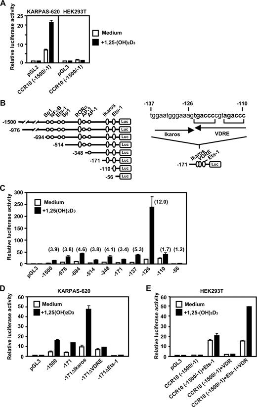 FIGURE 3. Identification of the major regulatory elements in the human CCR10 promoter. Cells were transfected with pGL3 or pGL3 carrying the indicated human CCR10 promoter fragments. Starting 6 h posttransfection, cells were treated with medium only or with 100 nM 1,25-(OH)2D3. Luciferase assays were performed 48 h posttransfection. All data represent mean ± SD from triplicate assays. The representative results from at least three separate experiments are shown. A, Cell specificity. KARPAS-620 cells and HEK293T cells were transfected, as indicated. B, A schematic depiction of potential transcriptional elements in the CCR10 promoter between −1500 and −1 bp (left) and between −137 and −110 bp (right). C, Deletion analysis of the CCR10 promoter. KARPAS-620 cells were transfected, as indicated. The fold induction by 1,25-(OH)2D3 is shown in parenthesis. D, Mutation analysis of the CCR10 promoter. KARPAS-620 cells were transfected, as indicated. E, Reconstitution experiments. HEK293T cells were transfected with pGL3 or pGL3-CCR10 (−1500/−1) and also with an expression vector for Ets-1, that of VDR, or both, as indicated.