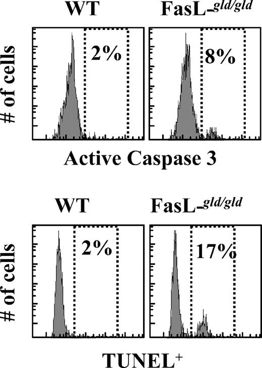 FIGURE 7. Increased apoptotic commitment of CD8+ T cells in FasL mutant mice. WT or FasL mutant mice were infected i.v. with 106 LM-OVA, followed by daily injection with ampicillin (10 mg/mouse) from days 2 to 7. At day 75, spleens were removed from infected mice, cultured in vitro for 3–6 h in RPMI 1640 plus 8% FBS. Cells were then stained with anti-CD8 Abs and OVA tetramers, followed by intracellular staining for detection of active caspase 3+ and TUNEL+ cells. Expression on gated OVA tetramer+ cells is indicated.