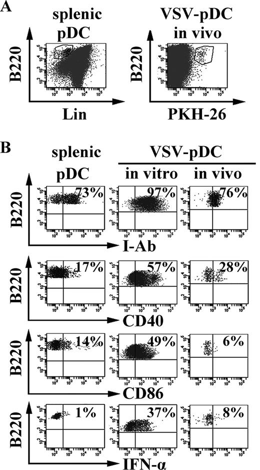 FIGURE 6. Splenic microenvironment inhibits expression of I-Ab, CD40, CD86, and IFN-α in VSV-activated pDCs transferred in vivo. A, PKH-labeled VSV-activated pDCs transferred in vivo can be found in the spleen of recipients. VSV-activated pDCs were stained with PKH26 and then i.v. transferred into congenic mice. After 24 h, spleen cells of recipients were collected, stained with anti-B220, and detected for the presence of PKH+B220+-transferred pDCs. B, The expression of I-Ab, CD40, CD86, and IFN-α was down-regulated on PKH26+B220+ pDCs which represented the in vivo-transferred VSV-activated pDCs as compared with VSV-activated pDCs in vitro. One representative of three independent experiments is shown.